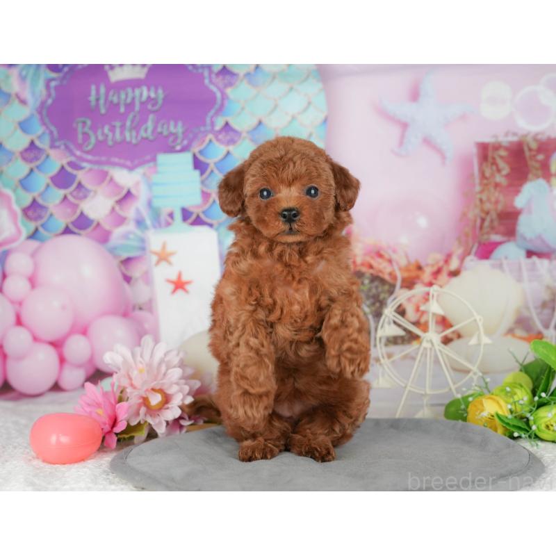 販売中の千葉県のトイプードル-426193の3枚目