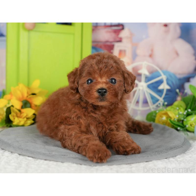 販売中の千葉県のトイプードル-426188の1枚目