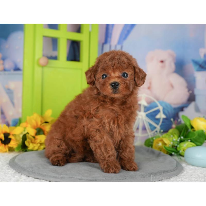 販売中の千葉県のトイプードル-426188の11枚目