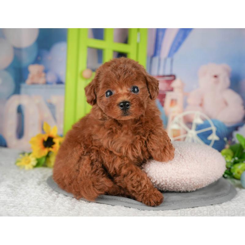 販売中の千葉県のトイプードル-426188の10枚目