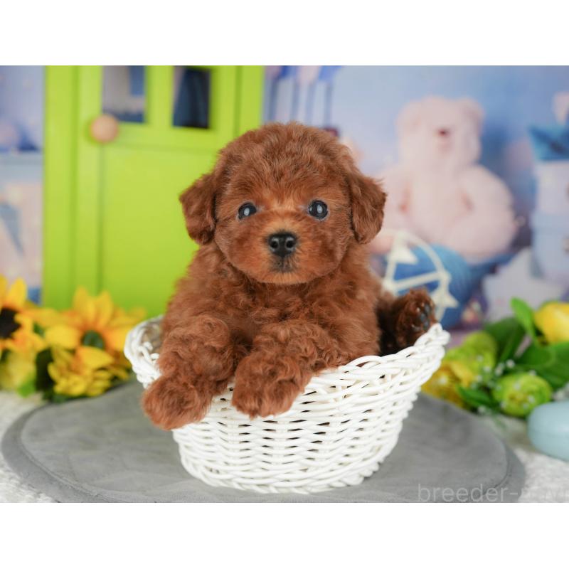 販売中の千葉県のトイプードル-426188の9枚目