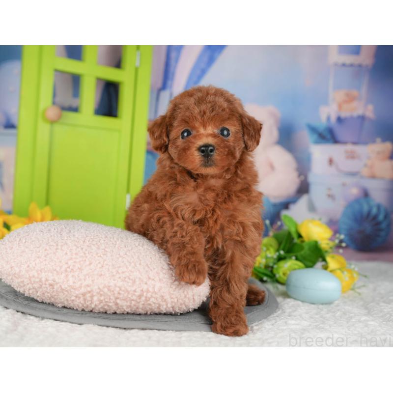 販売中の千葉県のトイプードル-426188の8枚目