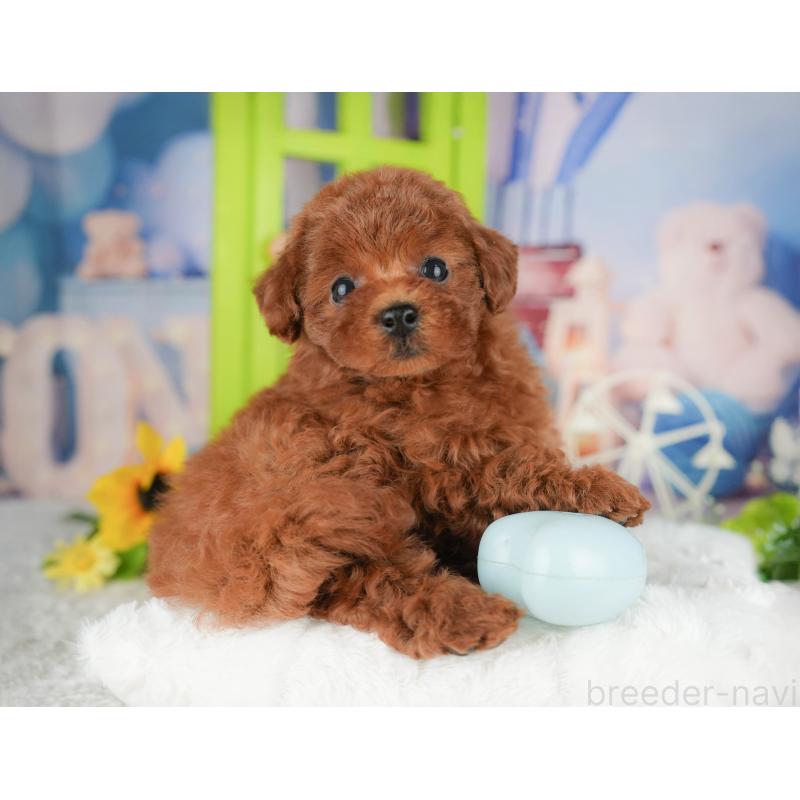 販売中の千葉県のトイプードル-426188の7枚目