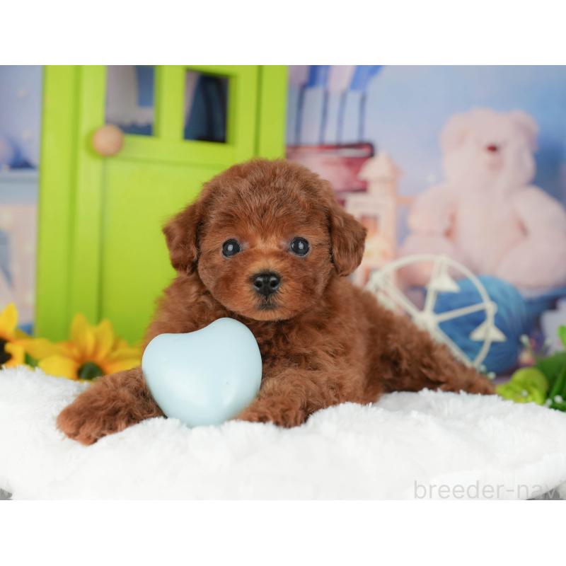 販売中の千葉県のトイプードル-426188の6枚目