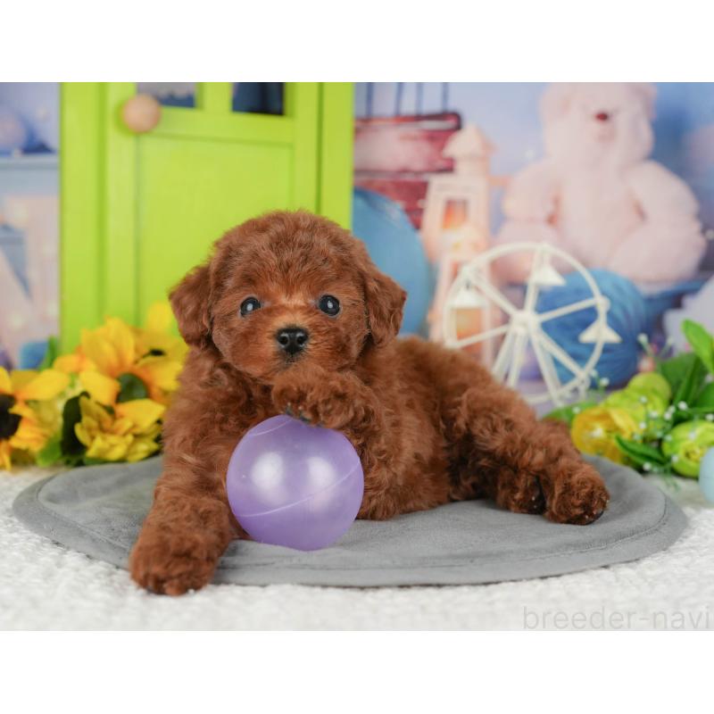 販売中の千葉県のトイプードル-426188の5枚目