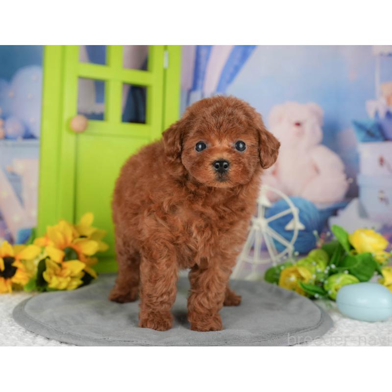 販売中の千葉県のトイプードル-426188の4枚目