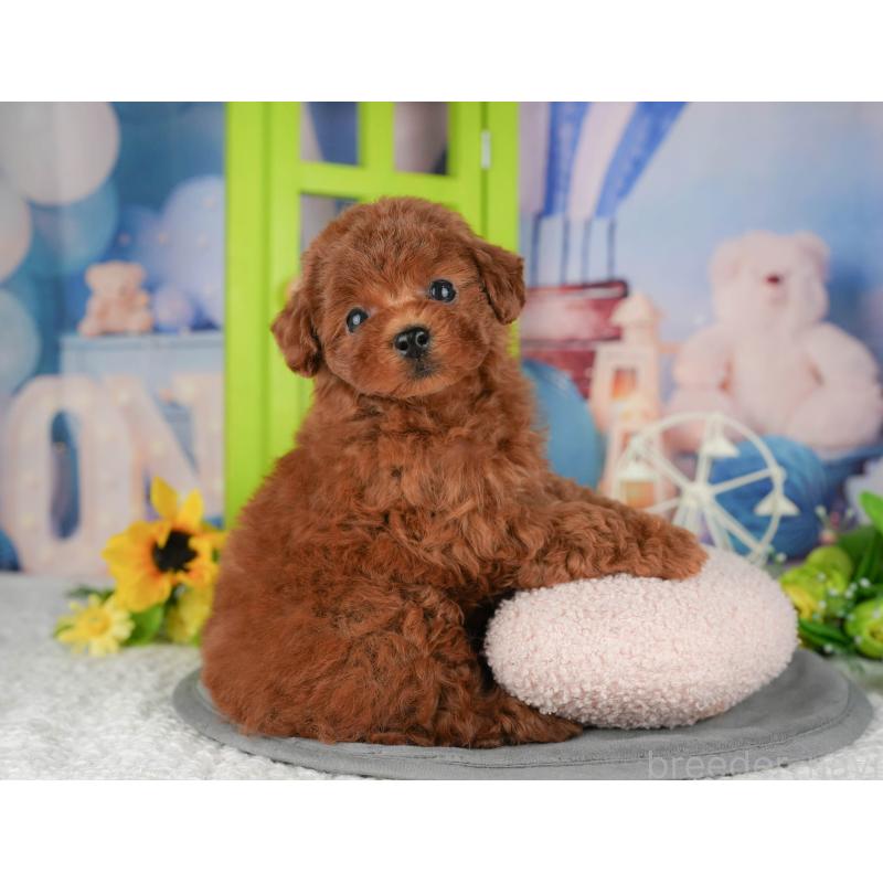 販売中の千葉県のトイプードル-426188の2枚目