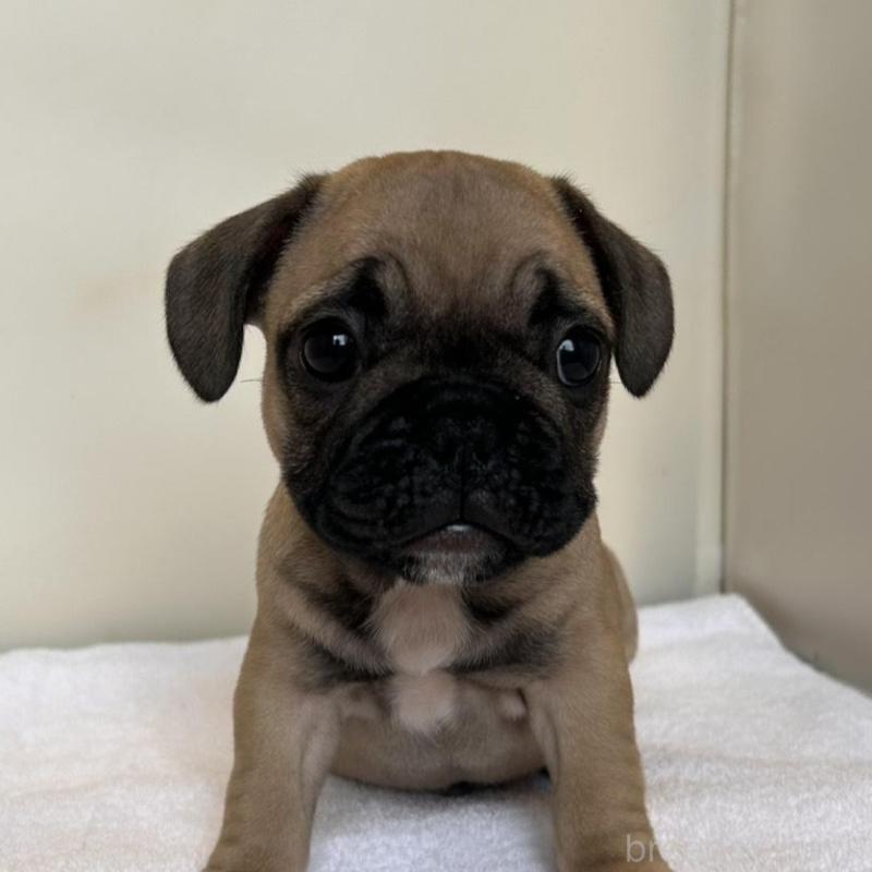 販売中の東京都のフレンチブルドッグ-420078