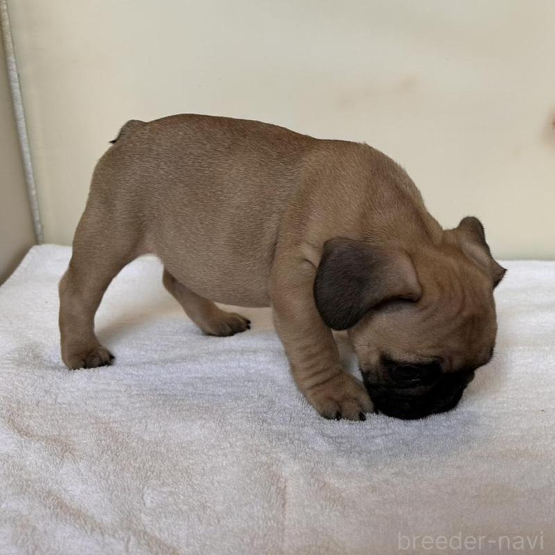 成約済の東京都のフレンチブルドッグ-420078の9枚目