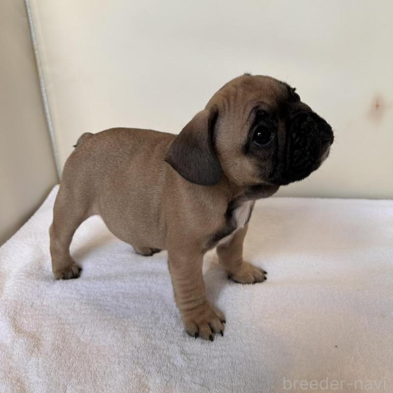 成約済の東京都のフレンチブルドッグ-420078の8枚目