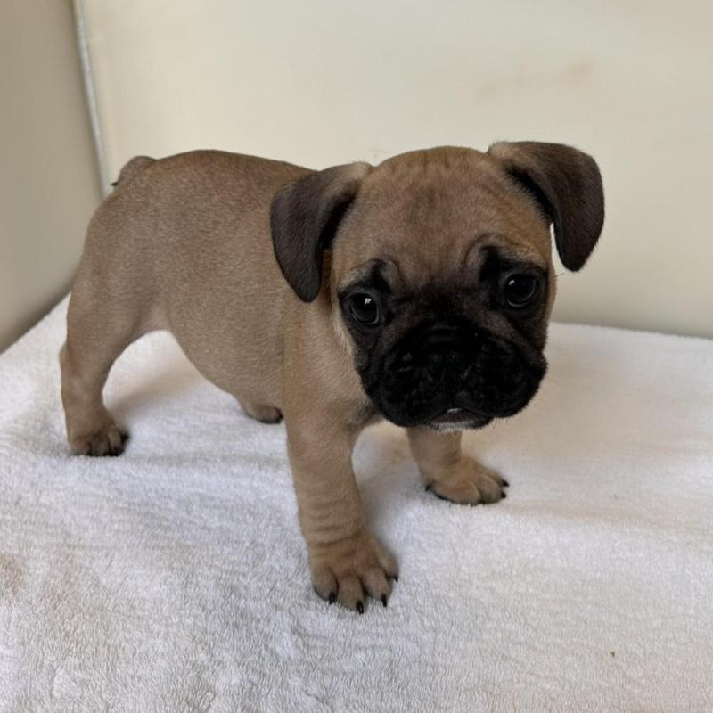 成約済の東京都のフレンチブルドッグ-420078の7枚目