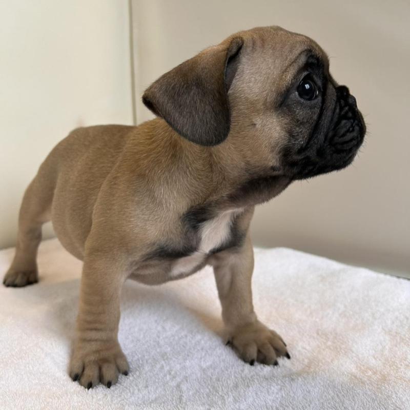 成約済の東京都のフレンチブルドッグ-420078の6枚目