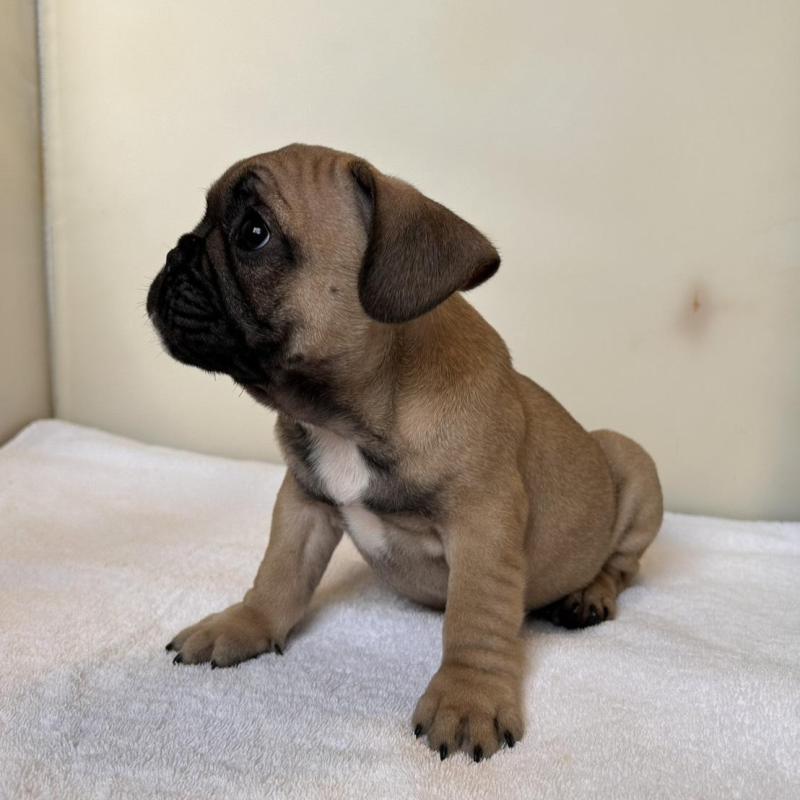 成約済の東京都のフレンチブルドッグ-420078の5枚目