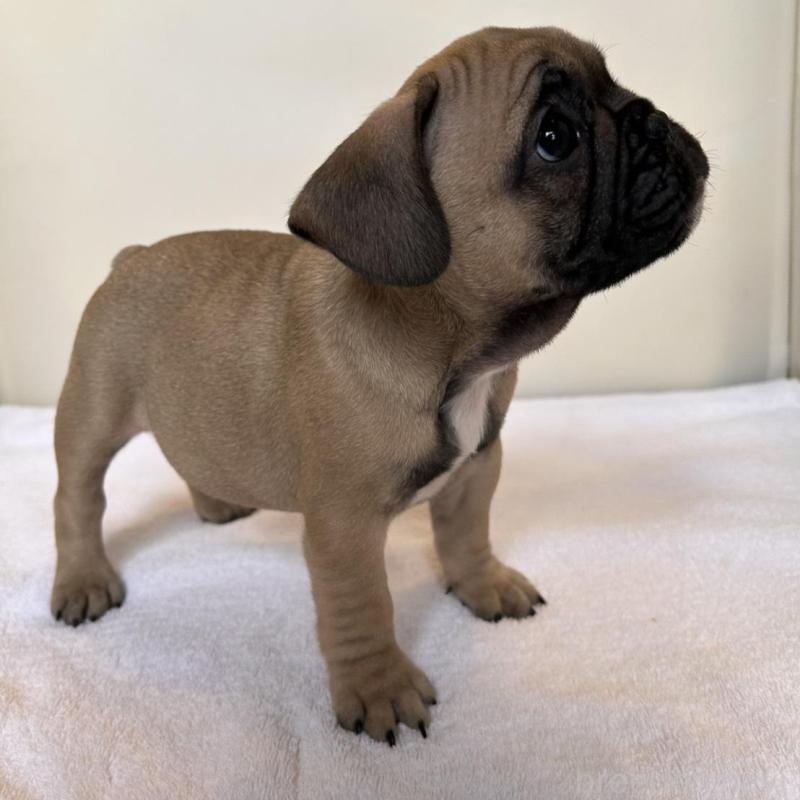 成約済の東京都のフレンチブルドッグ-420078の4枚目