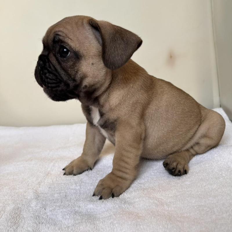 成約済の東京都のフレンチブルドッグ-420078の3枚目