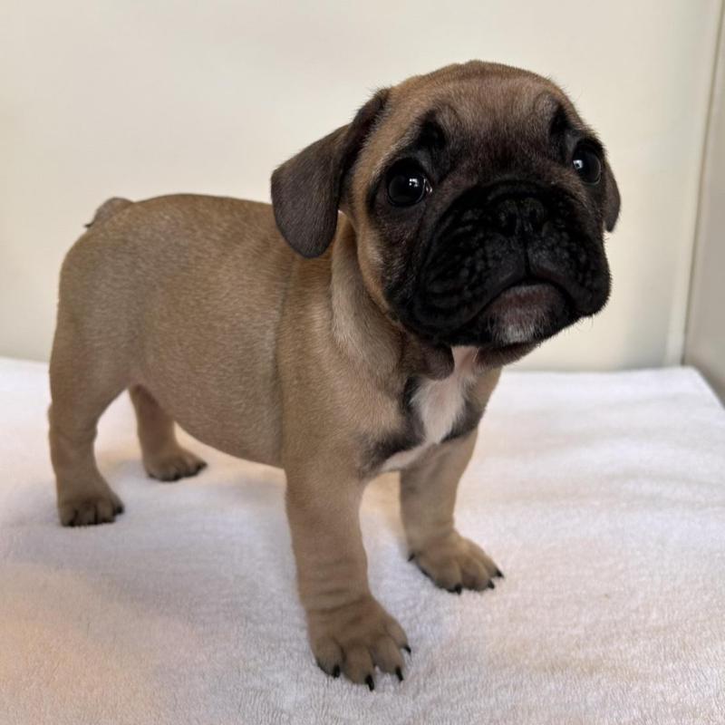 成約済の東京都のフレンチブルドッグ-420078の2枚目