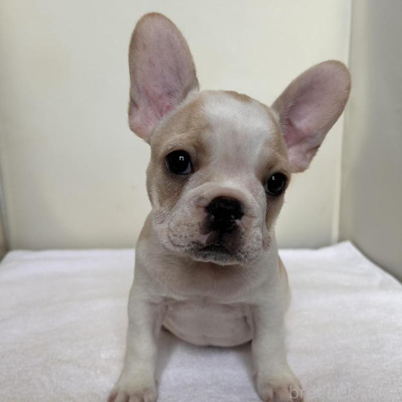 販売中の東京都のフレンチブルドッグ-420073