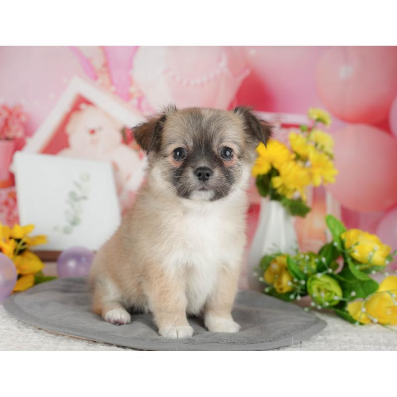 販売中の千葉県のチワワ(ロングコート)-426186の1枚目