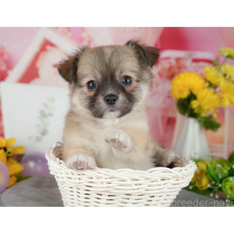 販売中の千葉県のチワワ(ロングコート)-426186の11枚目