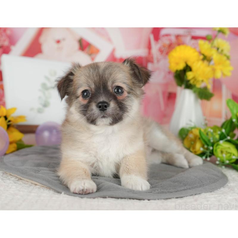 販売中の千葉県のチワワ(ロングコート)-426186の10枚目