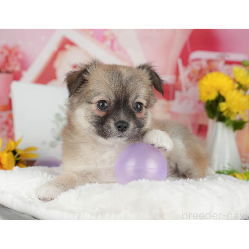 販売中の千葉県のチワワ(ロングコート)-426186の9枚目