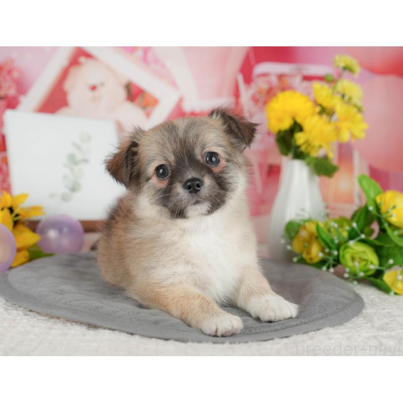 販売中の千葉県のチワワ(ロングコート)-426186の8枚目