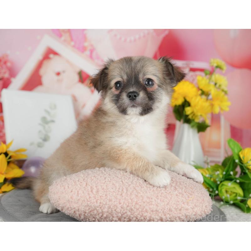 販売中の千葉県のチワワ(ロングコート)-426186の7枚目