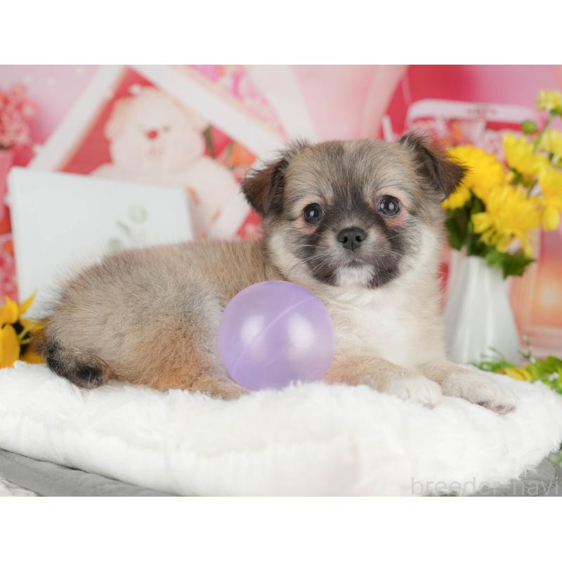 販売中の千葉県のチワワ(ロングコート)-426186の6枚目