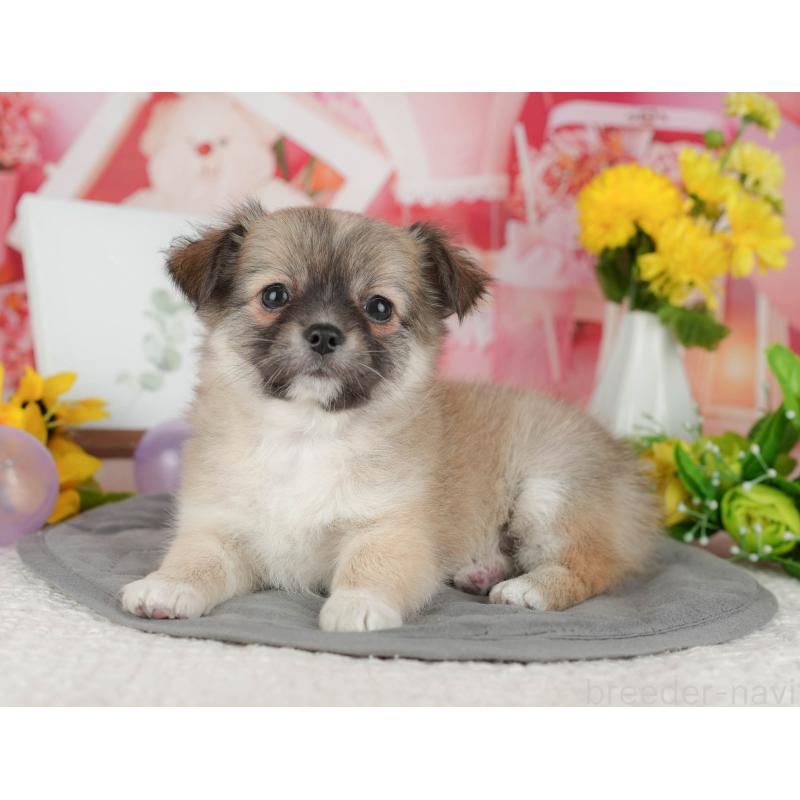 販売中の千葉県のチワワ(ロングコート)-426186の5枚目