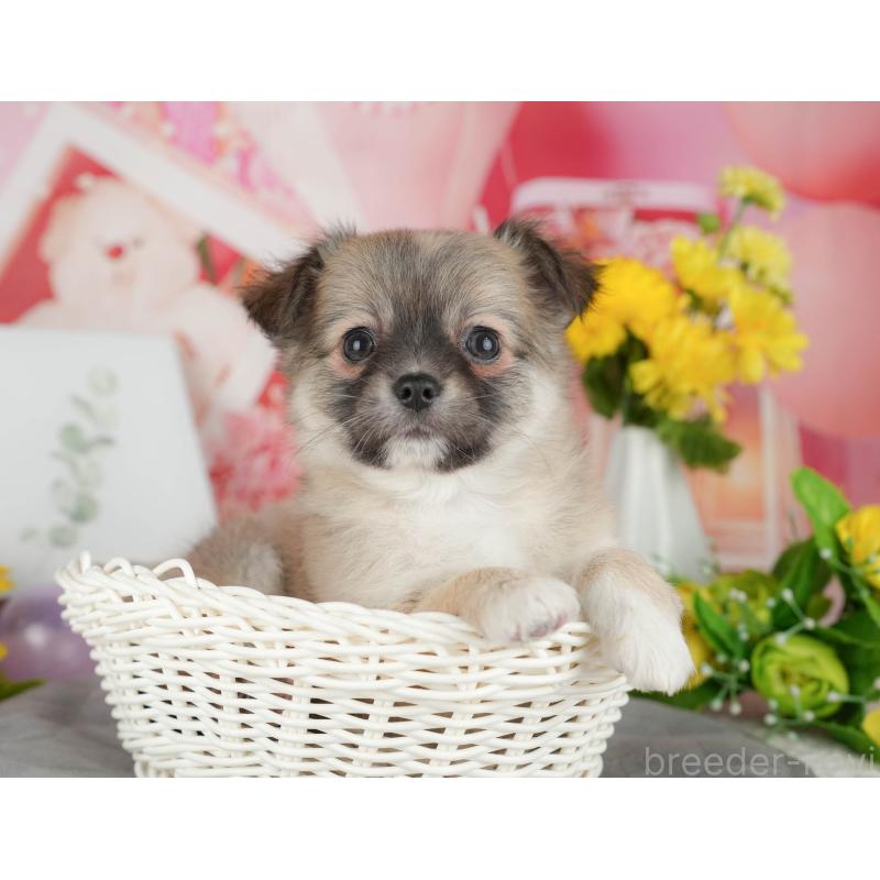 販売中の千葉県のチワワ(ロングコート)-426186の4枚目