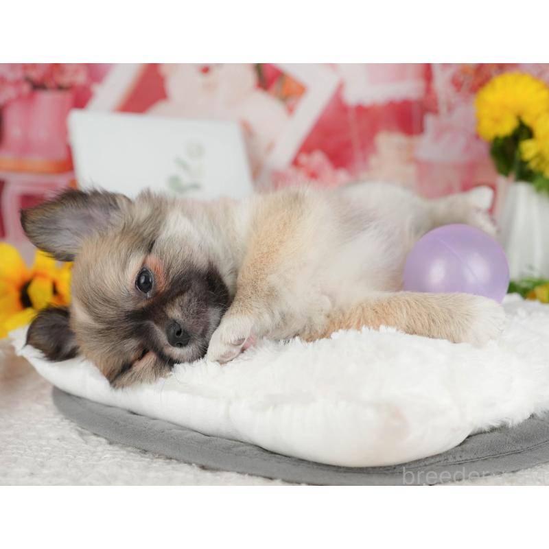 販売中の千葉県のチワワ(ロングコート)-426186の3枚目