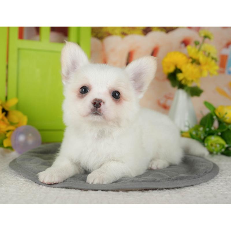 販売中ののチワワ(ロングコート)-426184