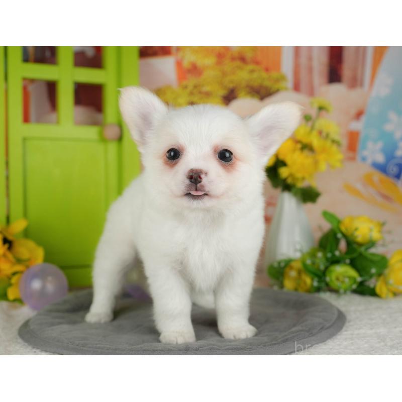 販売中の千葉県のチワワ(ロングコート)-426184の11枚目