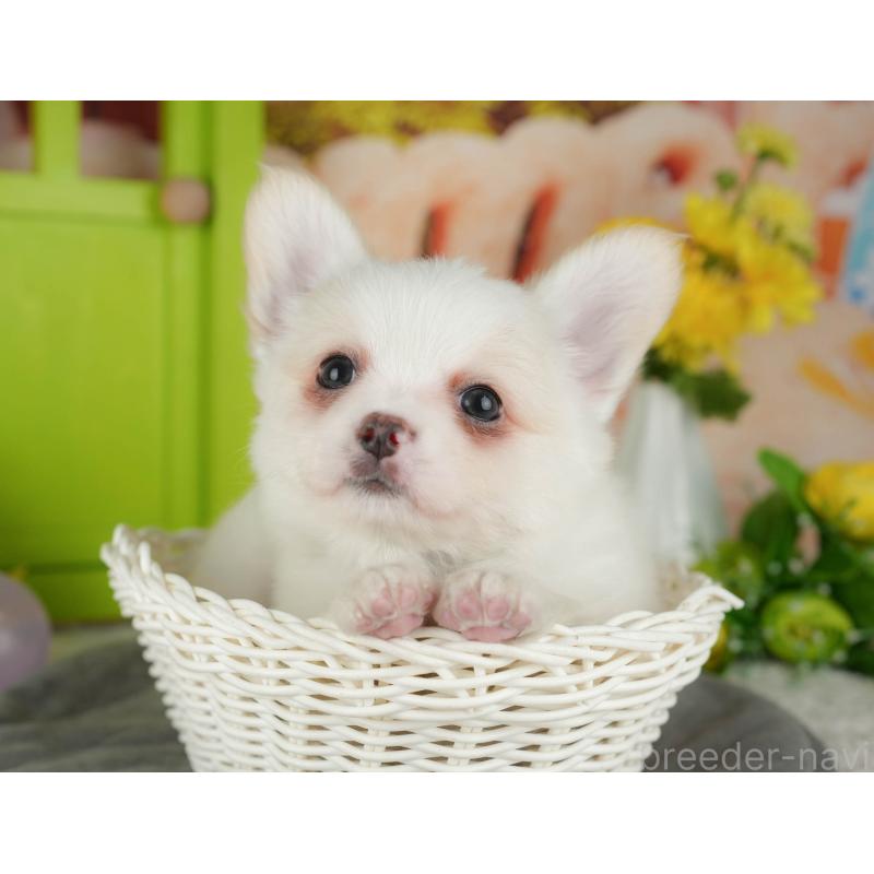 販売中の千葉県のチワワ(ロングコート)-426184の10枚目