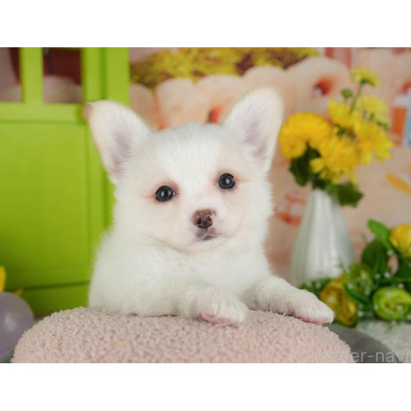 販売中の千葉県のチワワ(ロングコート)-426184の9枚目