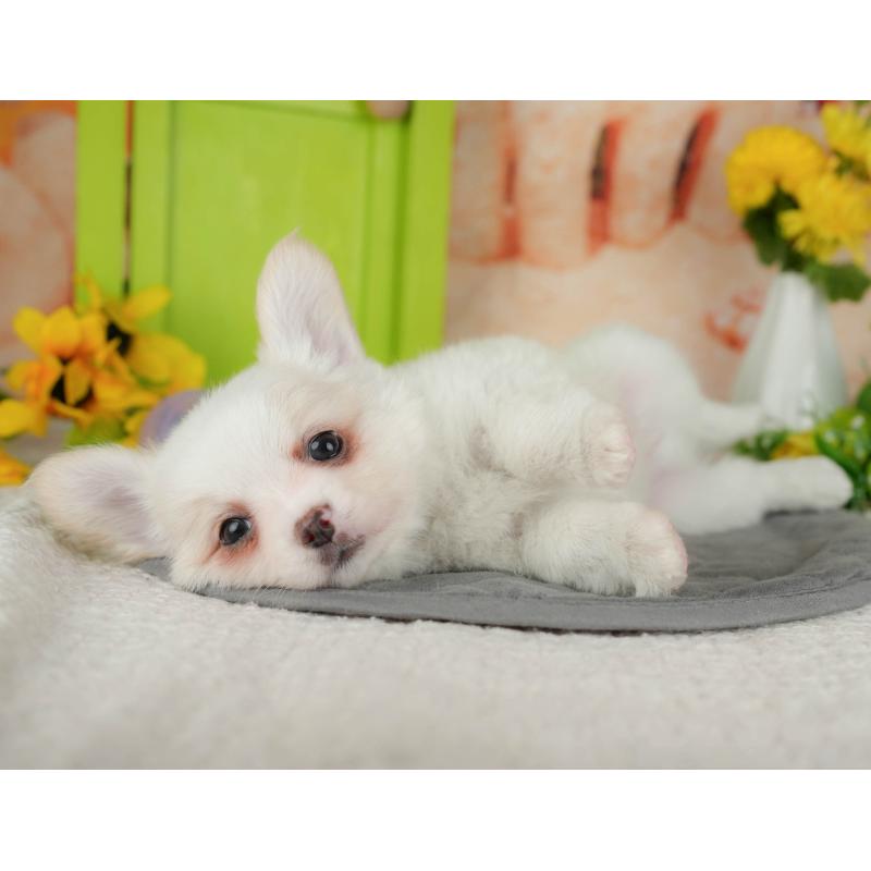 販売中の千葉県のチワワ(ロングコート)-426184の8枚目