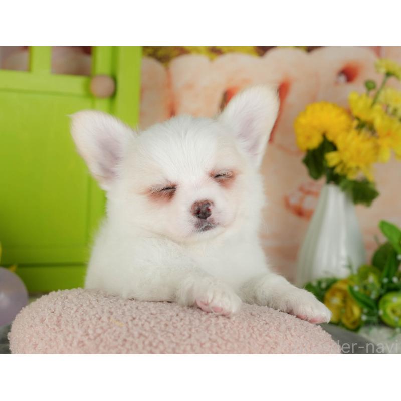 販売中の千葉県のチワワ(ロングコート)-426184の7枚目