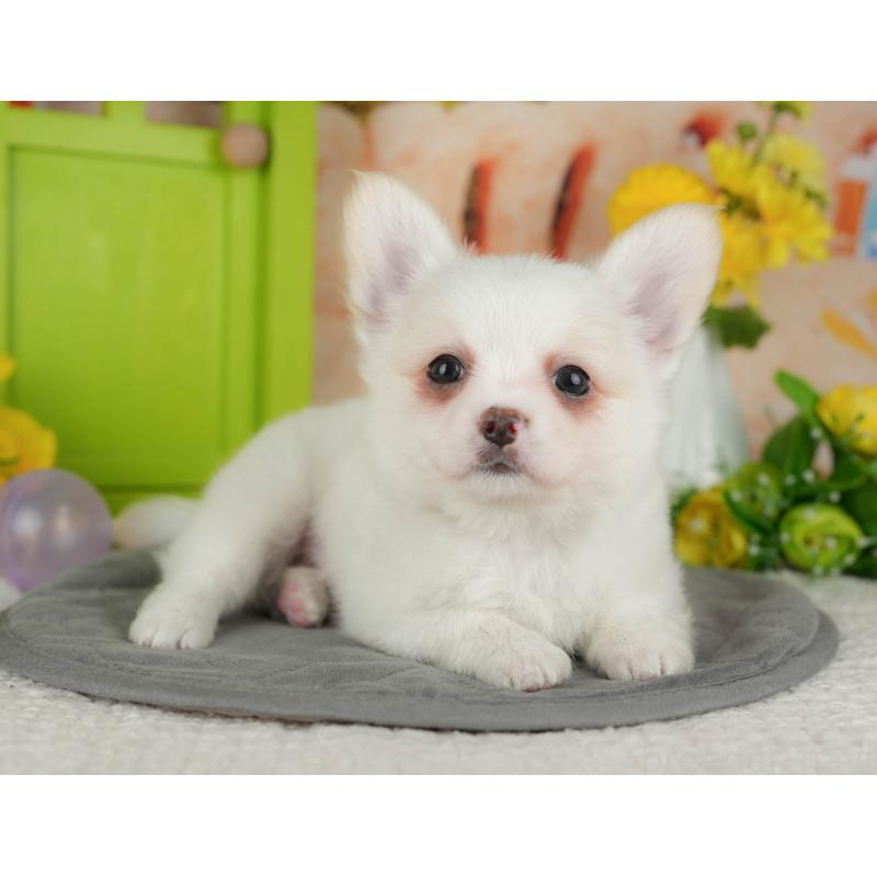 販売中の千葉県のチワワ(ロングコート)-426184の6枚目