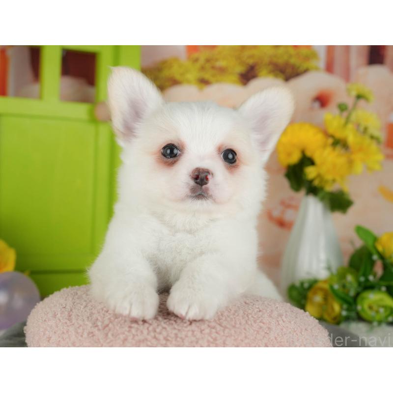 販売中の千葉県のチワワ(ロングコート)-426184の4枚目