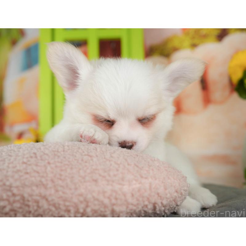 販売中の千葉県のチワワ(ロングコート)-426184の3枚目