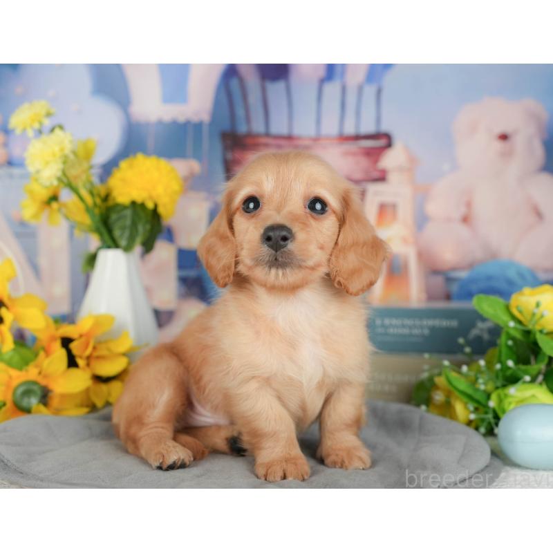 販売中の千葉県のミニチュアダックスフンド(ロングヘアード)-426172の1枚目