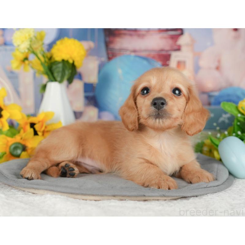 販売中の千葉県のミニチュアダックスフンド(ロングヘアード)-426172の10枚目