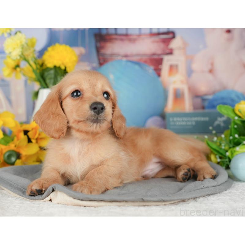 販売中の千葉県のミニチュアダックスフンド(ロングヘアード)-426172の8枚目