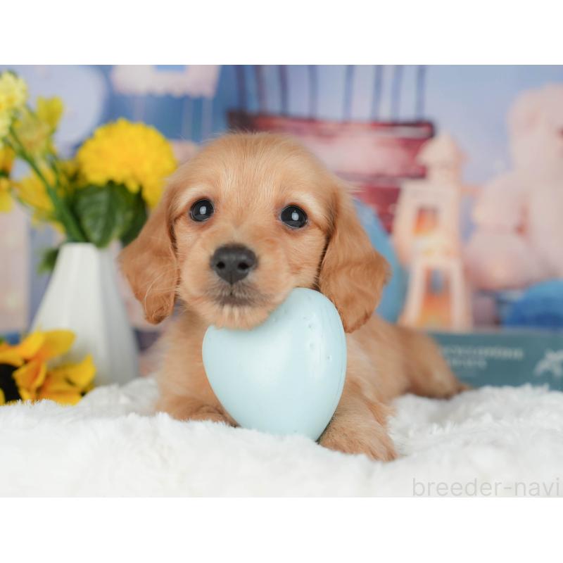 販売中の千葉県のミニチュアダックスフンド(ロングヘアード)-426172の7枚目