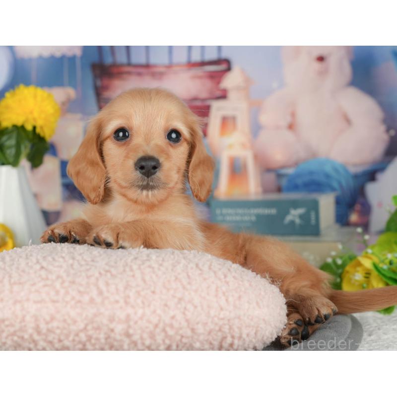 販売中の千葉県のミニチュアダックスフンド(ロングヘアード)-426172の6枚目