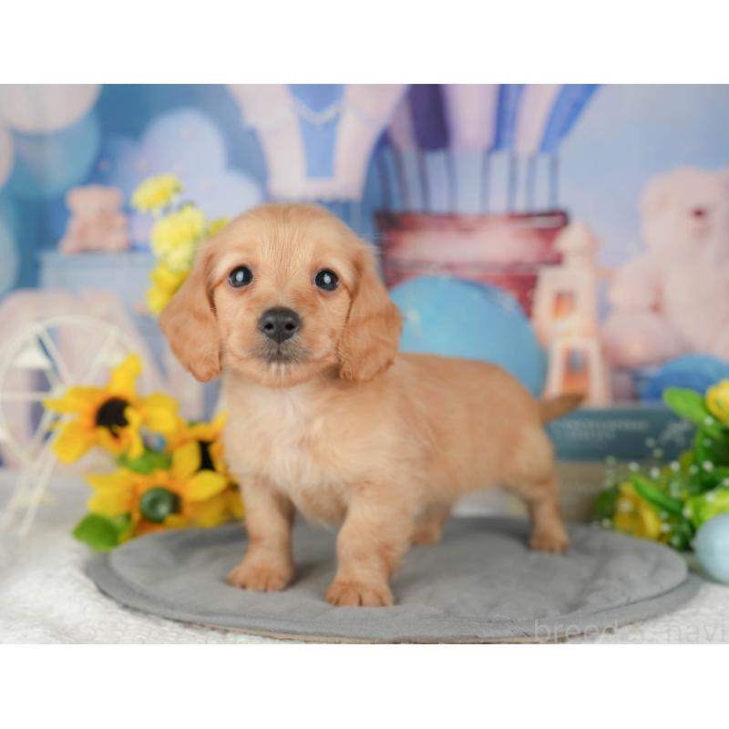 販売中の千葉県のミニチュアダックスフンド(ロングヘアード)-426172の5枚目