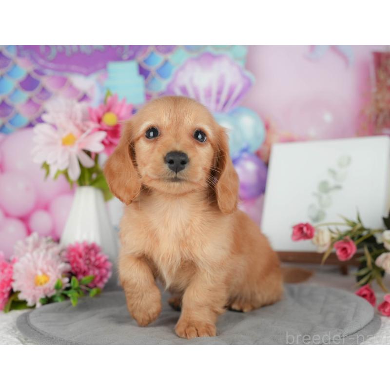 販売中の千葉県のミニチュアダックスフンド(ロングヘアード)-426170の11枚目