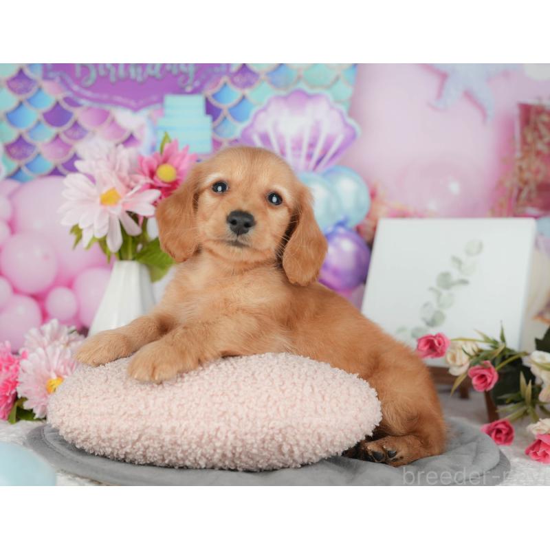 販売中の千葉県のミニチュアダックスフンド(ロングヘアード)-426170の10枚目