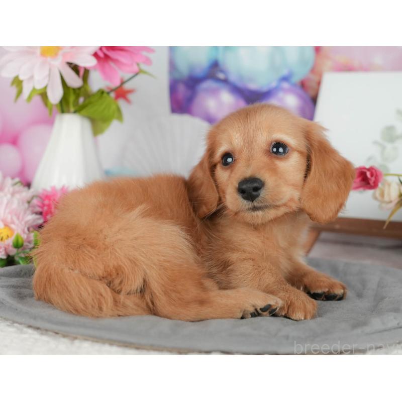 販売中の千葉県のミニチュアダックスフンド(ロングヘアード)-426170の9枚目