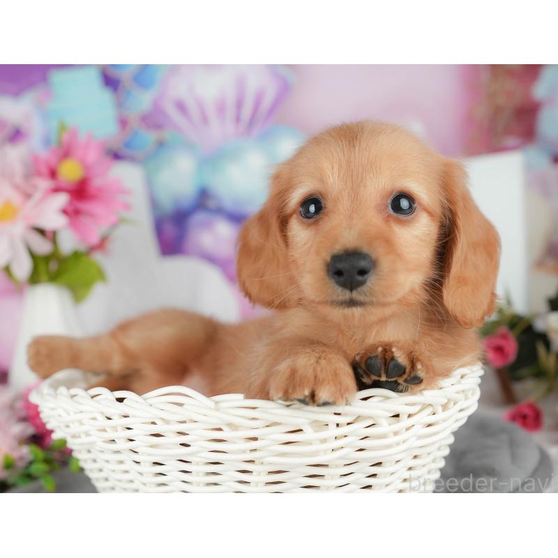 販売中の千葉県のミニチュアダックスフンド(ロングヘアード)-426170の7枚目